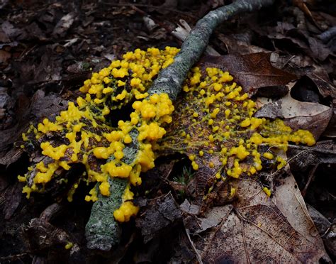 Physarum Polycephalum Slime Molds Are Something I Have Ve Flickr