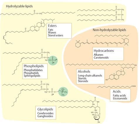 Lipids Introduction And Classification A Level Biology Revision Notes