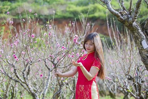 4K 5K Asian Gardens Flowering Trees Spring Branches Brown Haired