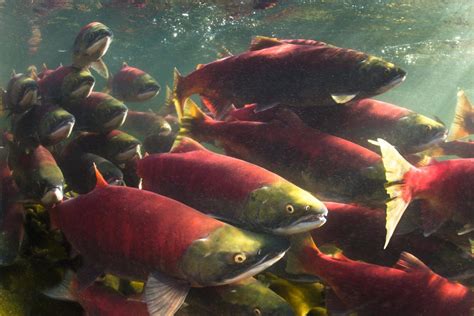 Standing Committee On Fisheries And Oceans Science At The Department