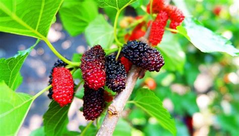 red mulberry tree identification - Candie Paradis