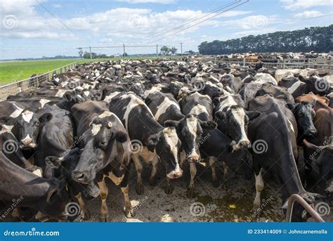 Cows Waiting For A Gate In The Field Cattle Ready To Go To The Milking Parlor To Be Milked