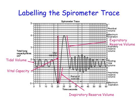 A Level Biology Questions By Topic Spirometer And Lung Volume