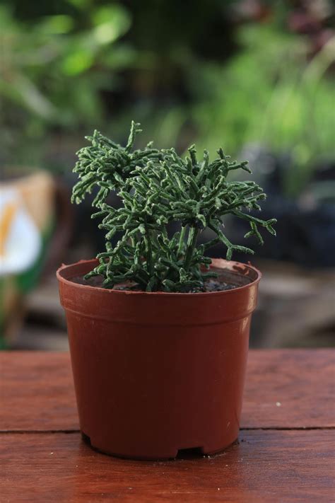 Potted Plants on Shelves · Free Stock Photo