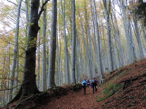 Le Foreste Casentinesi Escursionismo It