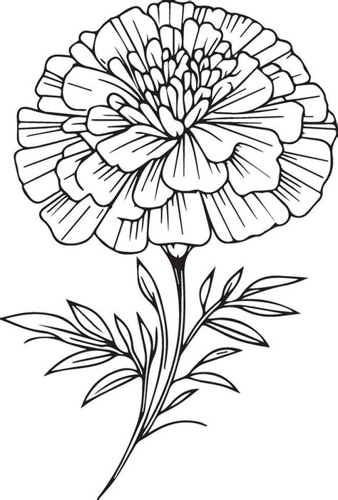 Marigold Flower Outline Vector Art, Icons, and Graphics for Free Download