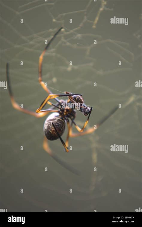 Orb Weaver Spider Web Hi Res Stock Photography And Images Alamy