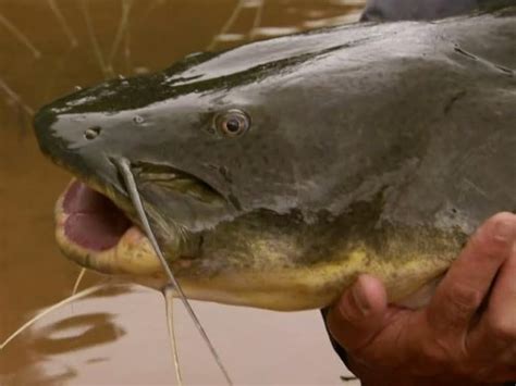 River Monsters Killer Catfish TV Episode 2009 IMDb