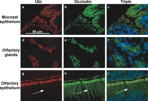 Ubinuclein Co Localizes With The Tight Junction Marker Occludin In