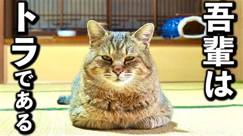 庭に住みついた野良猫を家猫へ12【5匹の猫達とトラのお話】 Youtube