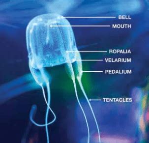 Box Jellyfish Sting Symptoms and Emergency Treatment