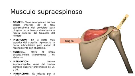 M Sculos Posteriores De La Cintura Escapular Pdf Descarga Gratuita