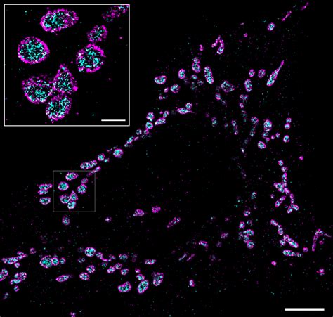 Our 9 Tips To Optimize Your Immunofluorescence Staining