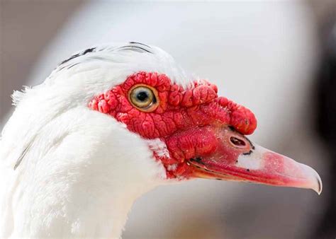 Ugly Birds 24 Ugliest Birds In The World Photos Videos