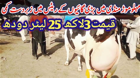 Today Malumor Maweshi Mandi Jhang Cows Latest Rates Update Cow