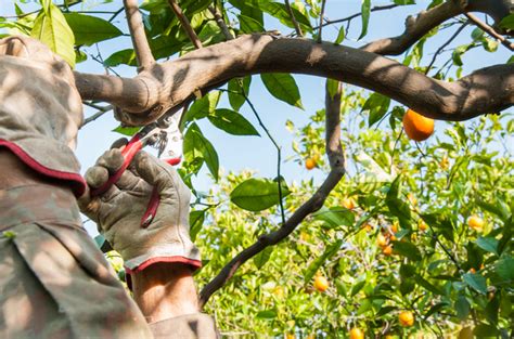 Fruit Trees 101: Pruning – FastGrowingTrees.com