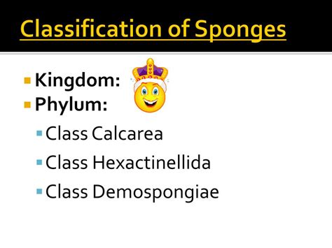 Ppt Sponges And Cnidarians Powerpoint Presentation Free Download