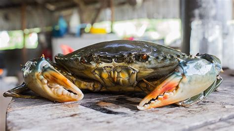 Kepiting Bakau Krustasea Unggulan Penunggu Hutan Mangrove Greeners Co