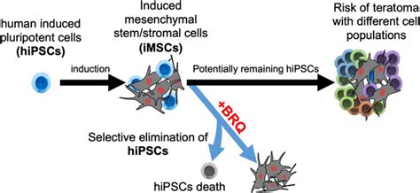 Frontiers Selective Vulnerability Of Human Induced Pluripotent Stem