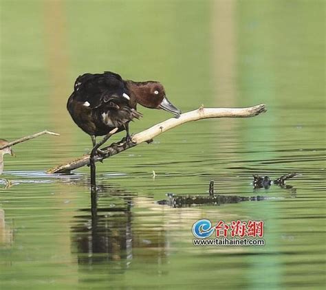 白眼潛鴨首現廈門，為罕見過境鳥 每日頭條