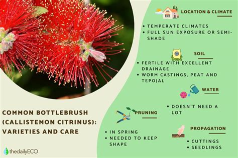 Bottlebrush Plant Varieties and Care - Callistemon citrinus