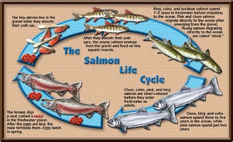 Egg-Take - CROOKED CREEK CHUM SALMON INCUBATION PROJECT