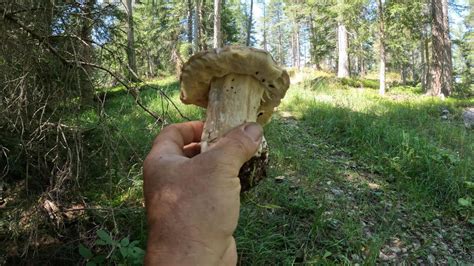 Funghi Porcini D Alta Quota Alto Adige Agosto Youtube