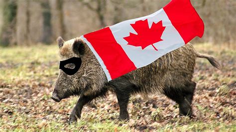 Michigan Could See New 'Canadian Super Pig' Invasion