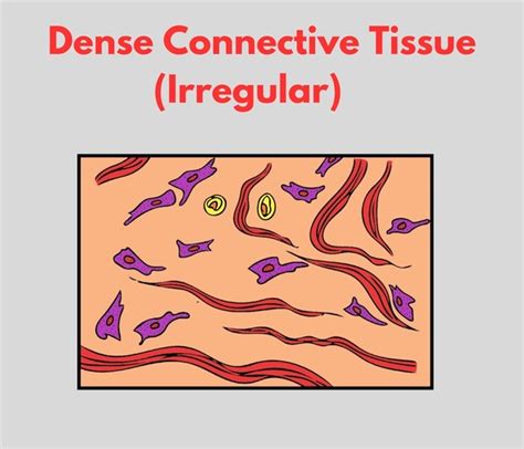 Dense Irregular Connective Tissue Royalty Free Images Stock Photos