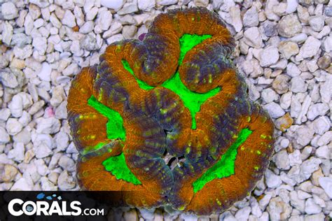 Lobophyllia Australia Ultra Neon Eyesorange Glows