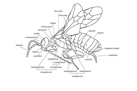 Morphology Sawfly Genus