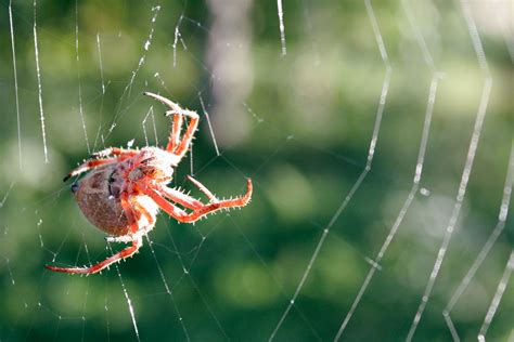 Orb Weaver Spider | The Life of Animals