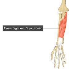 Flexor digitorum superficialis muscle - Origin, Insertion, Function