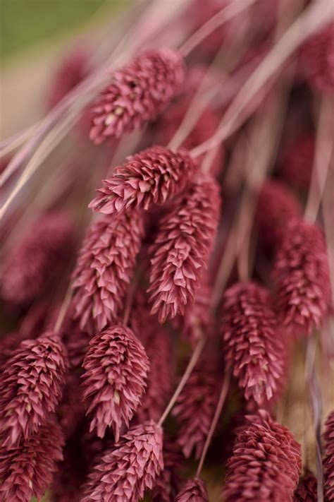 Preserved Mauve Pink Phalaris Grass The Blaithin Blair Shop