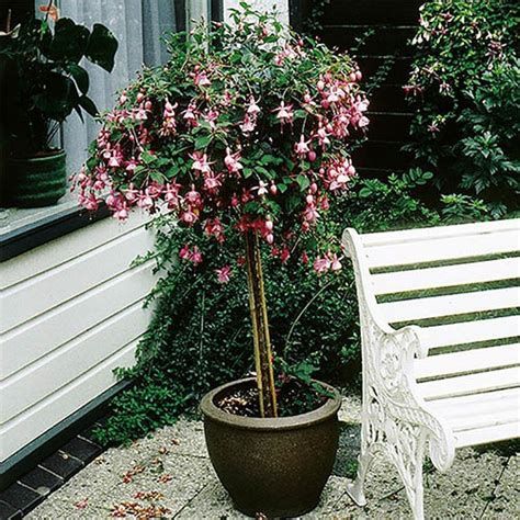 Fuchsia Tree Mix 65/80 19cm | YouGarden