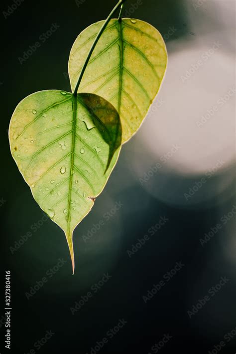 Green Bo Leaf With Sunlight In The Morning Bo Tree Representing