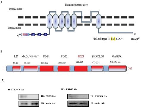 Interaction Between Psd And Trpv Through Pdz Domain Controls Trpv