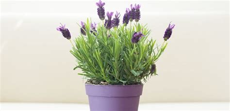 Reasons Why The Lavender Plant Is Dying How To Revive