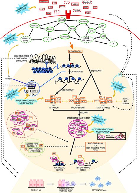 Frontiers Unresolved Complexity In The Gene Regulatory Network