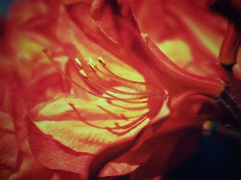 Flor Do Rododendro Do Vermelho Alaranjado Dof Raso Foco Na Flor