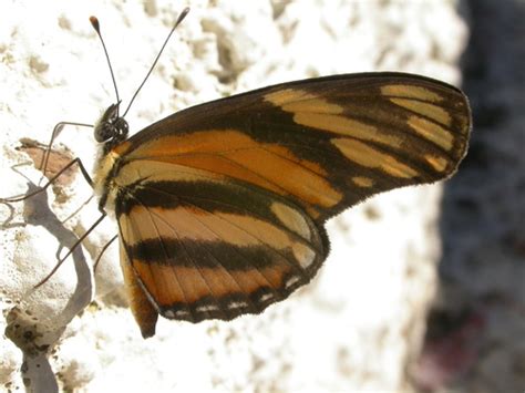 Mariposa tigresa Polinizadores diurnos del Jardín Botánico Francisco