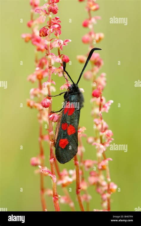 Five Spot Burnet Moth Zygaena Trifolii Adult Resting On Common