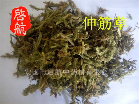 分筋草 大山谷图库