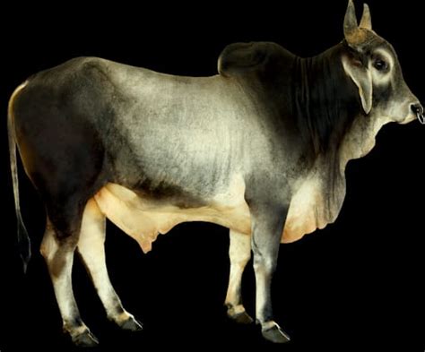 Kankrej Cow Manufacturer in Hyderabad Telangana India by GVC ENTERPRISES | ID - 5557824