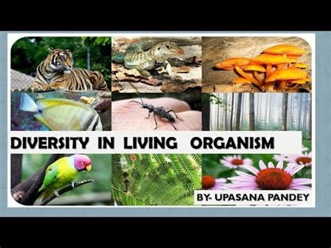 Thallophytes Diversity In Living Organisms Class Ncert Part Youtube