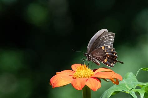 Spicebush Swallowtail Butterfly Lowell Mi Vaughn Morrison Flickr