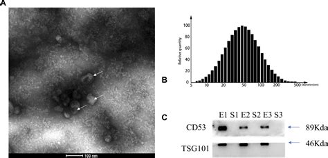 Pdf Serum Exosomal Long Noncoding Rna Pcsk As A Potential Novel