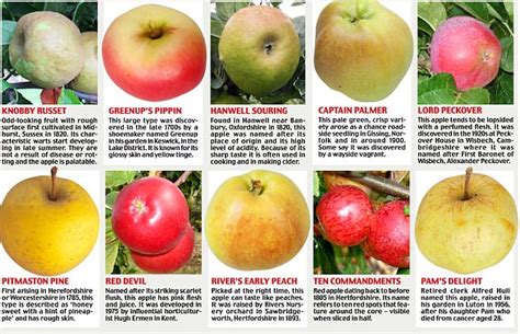 Local Orchards Helping To Bring Back Forgotten Apple Types Daily Mail