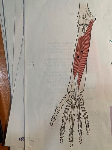 Muscles Of The Elbow Flashcards Quizlet