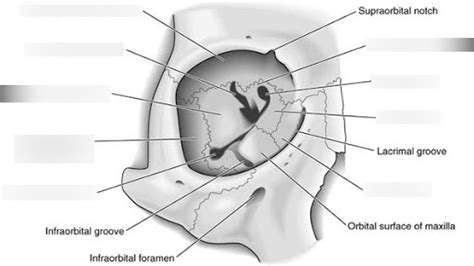 Radiography IV: Orbital Anatomy Diagram | Quizlet